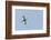 Germany, the North Sea, avocet (Recurvirostra avosetta).-Roland T. Frank-Framed Photographic Print