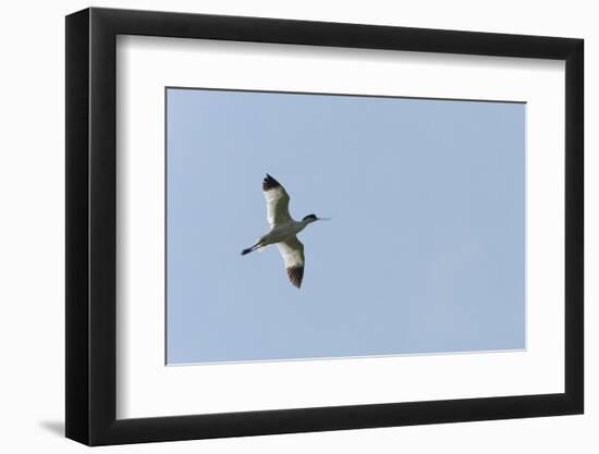 Germany, the North Sea, avocet (Recurvirostra avosetta).-Roland T. Frank-Framed Photographic Print