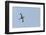 Germany, the North Sea, avocet (Recurvirostra avosetta).-Roland T. Frank-Framed Photographic Print