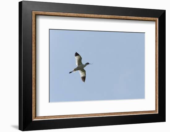Germany, the North Sea, avocet (Recurvirostra avosetta).-Roland T. Frank-Framed Photographic Print