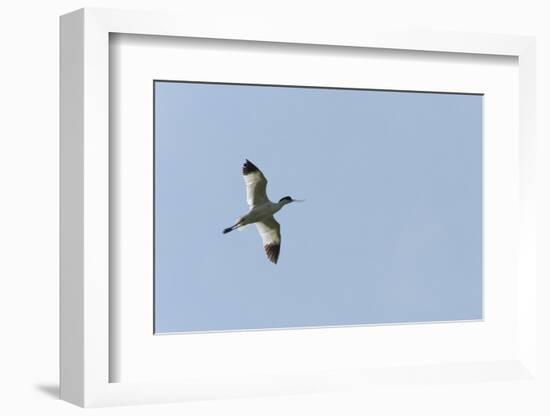 Germany, the North Sea, avocet (Recurvirostra avosetta).-Roland T. Frank-Framed Photographic Print