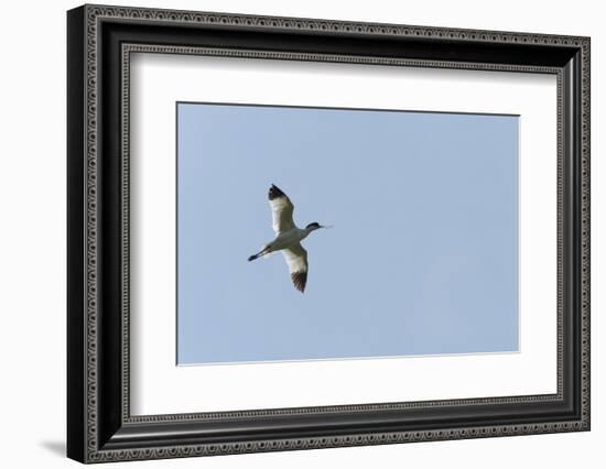 Germany, the North Sea, avocet (Recurvirostra avosetta).-Roland T. Frank-Framed Photographic Print