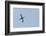 Germany, the North Sea, avocet (Recurvirostra avosetta).-Roland T. Frank-Framed Photographic Print