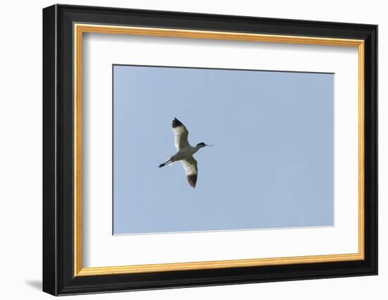 Germany, the North Sea, avocet (Recurvirostra avosetta).-Roland T. Frank-Framed Photographic Print