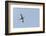 Germany, the North Sea, avocet (Recurvirostra avosetta).-Roland T. Frank-Framed Photographic Print