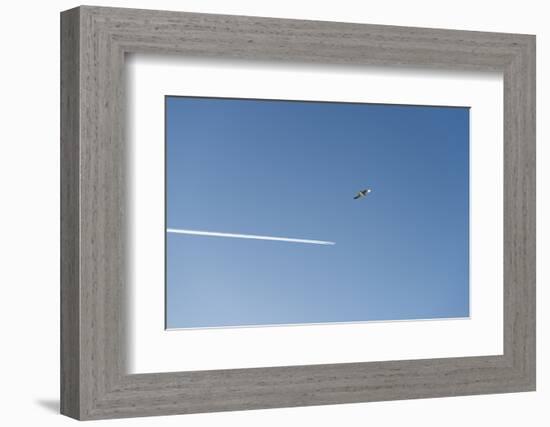 Germany, the North Sea, herring gull (Larus argentatus) in the flight, gull and plane-Roland T. Frank-Framed Photographic Print