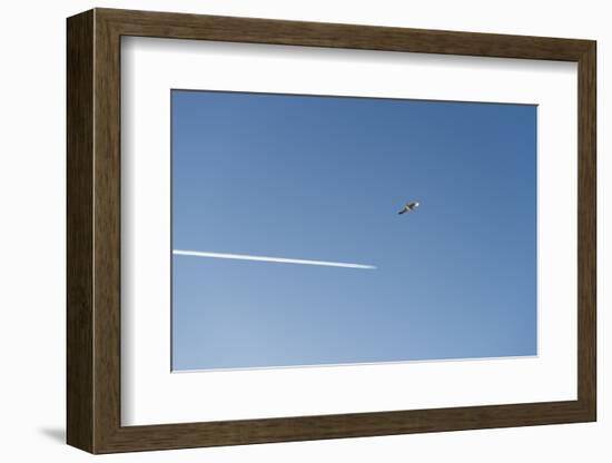 Germany, the North Sea, herring gull (Larus argentatus) in the flight, gull and plane-Roland T. Frank-Framed Photographic Print