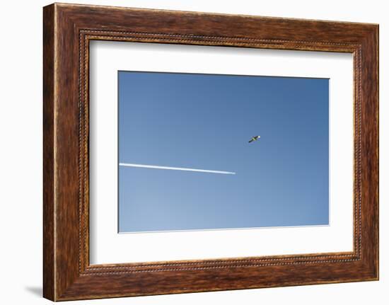 Germany, the North Sea, herring gull (Larus argentatus) in the flight, gull and plane-Roland T. Frank-Framed Photographic Print
