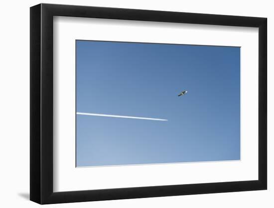 Germany, the North Sea, herring gull (Larus argentatus) in the flight, gull and plane-Roland T. Frank-Framed Photographic Print