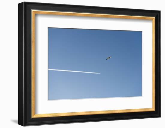 Germany, the North Sea, herring gull (Larus argentatus) in the flight, gull and plane-Roland T. Frank-Framed Photographic Print