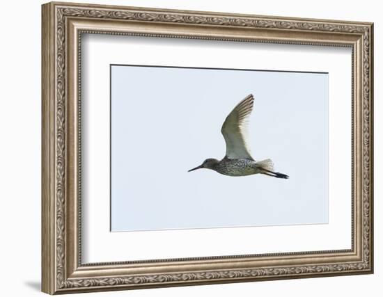 Germany, the North Sea, red thigh (Tringa dead anus) in the flight.-Roland T. Frank-Framed Photographic Print