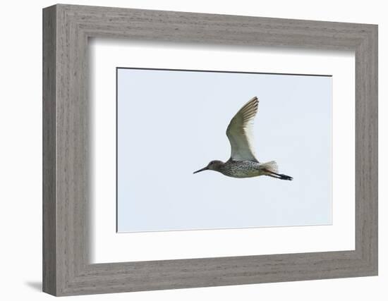 Germany, the North Sea, red thigh (Tringa dead anus) in the flight.-Roland T. Frank-Framed Photographic Print