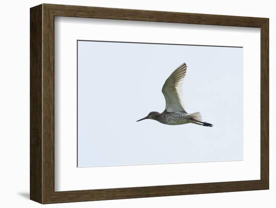 Germany, the North Sea, red thigh (Tringa dead anus) in the flight.-Roland T. Frank-Framed Photographic Print