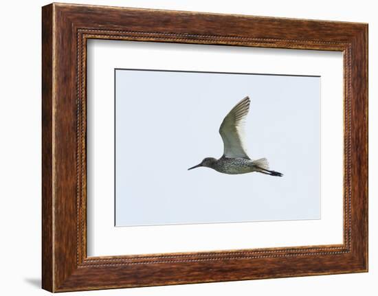 Germany, the North Sea, red thigh (Tringa dead anus) in the flight.-Roland T. Frank-Framed Photographic Print