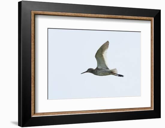 Germany, the North Sea, red thigh (Tringa dead anus) in the flight.-Roland T. Frank-Framed Photographic Print