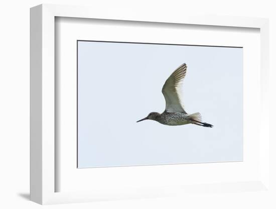 Germany, the North Sea, red thigh (Tringa dead anus) in the flight.-Roland T. Frank-Framed Photographic Print