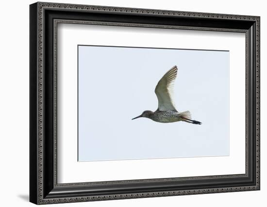 Germany, the North Sea, red thigh (Tringa dead anus) in the flight.-Roland T. Frank-Framed Photographic Print