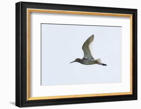 Germany, the North Sea, red thigh (Tringa dead anus) in the flight.-Roland T. Frank-Framed Photographic Print