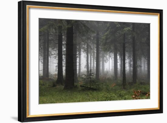 Germany, Thuringia, Rennsteig, Forest, Trees, Fog-Harald Schšn-Framed Premium Photographic Print