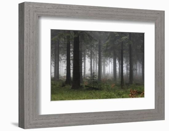 Germany, Thuringia, Rennsteig, Forest, Trees, Fog-Harald Schšn-Framed Photographic Print