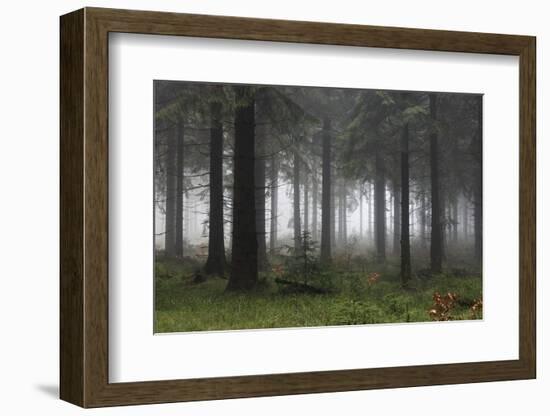 Germany, Thuringia, Rennsteig, Forest, Trees, Fog-Harald Schšn-Framed Photographic Print