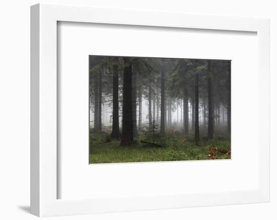 Germany, Thuringia, Rennsteig, Forest, Trees, Fog-Harald Schšn-Framed Photographic Print