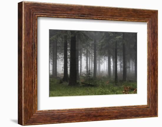 Germany, Thuringia, Rennsteig, Forest, Trees, Fog-Harald Schšn-Framed Photographic Print