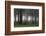 Germany, Thuringia, Rennsteig, Forest, Trees, Fog-Harald Schšn-Framed Photographic Print