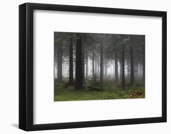 Germany, Thuringia, Rennsteig, Forest, Trees, Fog-Harald Schšn-Framed Photographic Print
