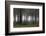 Germany, Thuringia, Rennsteig, Forest, Trees, Fog-Harald Schšn-Framed Photographic Print