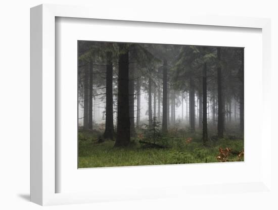 Germany, Thuringia, Rennsteig, Forest, Trees, Fog-Harald Schšn-Framed Photographic Print