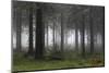 Germany, Thuringia, Rennsteig, Forest, Trees, Fog-Harald Schšn-Mounted Photographic Print