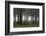 Germany, Thuringia, Rennsteig, Forest, Trees, Fog-Harald Schšn-Framed Photographic Print