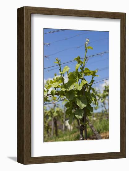 Germany, Vineyard-Catharina Lux-Framed Photographic Print