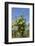 Germany, Vineyard-Catharina Lux-Framed Photographic Print