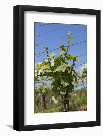 Germany, Vineyard-Catharina Lux-Framed Photographic Print