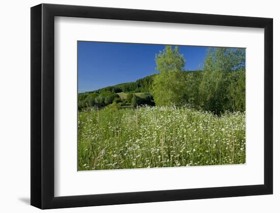 Germany, Weser Hills, Nature, Flower Meadow, Marguerites-Chris Seba-Framed Photographic Print