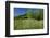 Germany, Weser Hills, Nature, Flower Meadow, Marguerites-Chris Seba-Framed Photographic Print