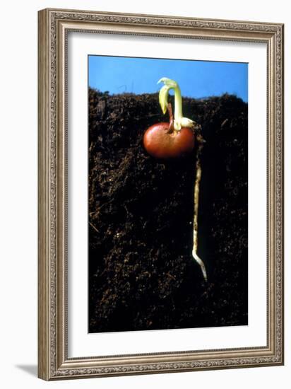 Germination of the Broad Bean-Dr^ Jeremy-Framed Photographic Print