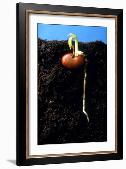 Germination of the Broad Bean-Dr^ Jeremy-Framed Photographic Print