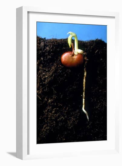 Germination of the Broad Bean-Dr^ Jeremy-Framed Photographic Print