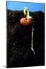 Germination of the Broad Bean-Dr^ Jeremy-Mounted Photographic Print