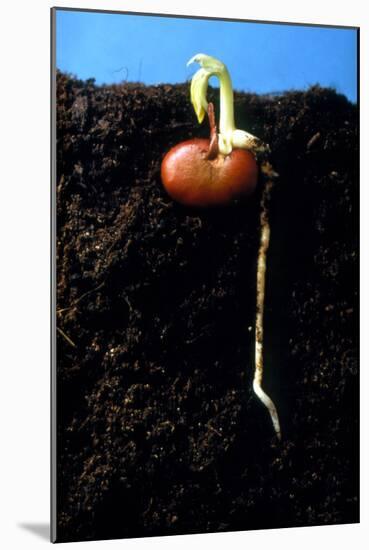 Germination of the Broad Bean-Dr^ Jeremy-Mounted Photographic Print