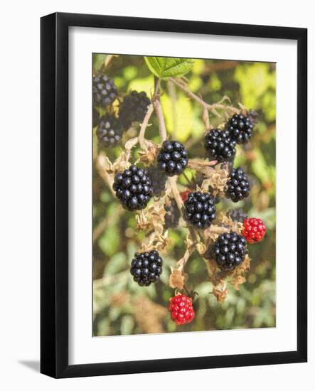 Geroge's Wild Berries-George Johnson-Framed Photographic Print