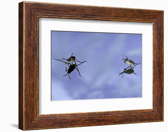 Gerris Lacustris (Common Pond Skater) - Young Larvae-Paul Starosta-Framed Photographic Print