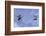 Gerris Lacustris (Common Pond Skater) - Young Larvae-Paul Starosta-Framed Photographic Print