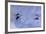 Gerris Lacustris (Common Pond Skater) - Young Larvae-Paul Starosta-Framed Photographic Print