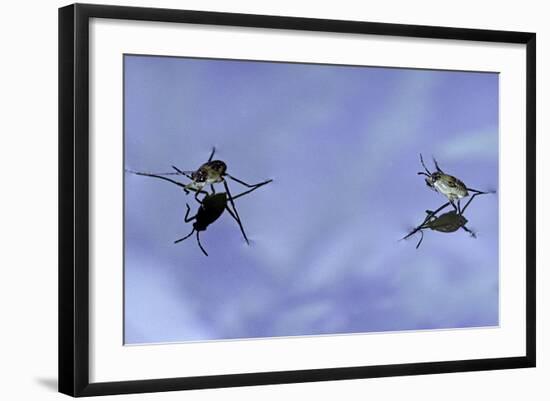 Gerris Lacustris (Common Pond Skater) - Young Larvae-Paul Starosta-Framed Photographic Print