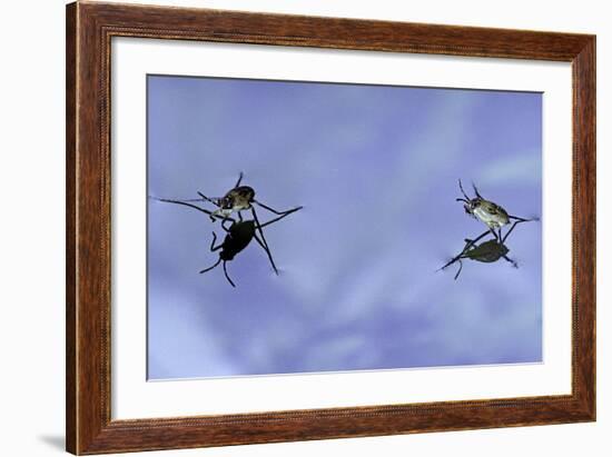 Gerris Lacustris (Common Pond Skater) - Young Larvae-Paul Starosta-Framed Photographic Print