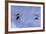 Gerris Lacustris (Common Pond Skater) - Young Larvae-Paul Starosta-Framed Photographic Print